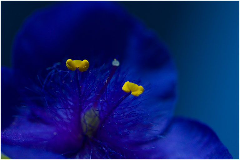 Blue Spiderwort   Copy (2)